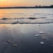 セロリの画像