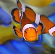 じの画像