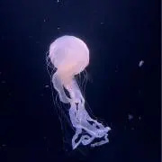 海月 ※プロフ推奨の画像