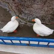 SHINY☆プロフ必読お願いします