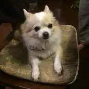 ソロモン　※プロフ必読の画像