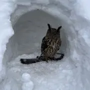 風の画像