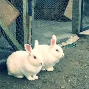 ふたばの画像