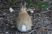 うさぎaidの画像