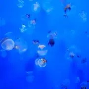 ぱなめらの画像