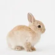 さと