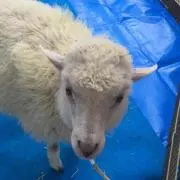 ⊂((・x・))⊃