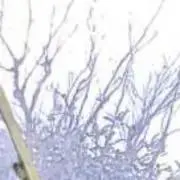 みみ