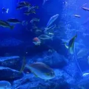 こなつの画像