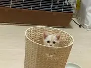 ぼぶの画像