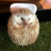 ちょぶの画像