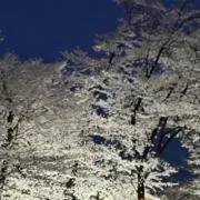 ささ〜き(即購入OK)の画像