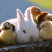 Rabbit