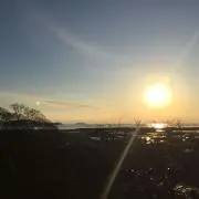 とかげの画像