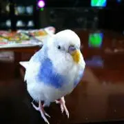 インコ