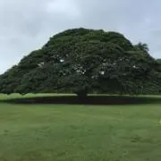 さんぐの画像