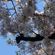 リカの画像