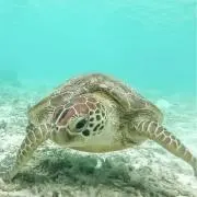 Saariselkäの画像