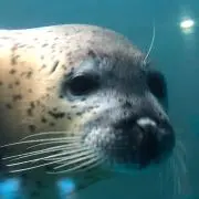 ひろひろの画像