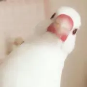 anzの画像
