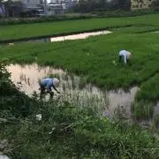 Ricepaper