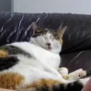 あいぬ