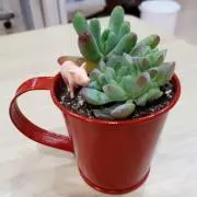 あん
