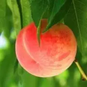 もも