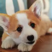 ninoriの画像