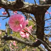 桜の画像