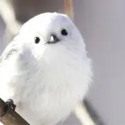 まいまいの画像