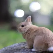 もちまるの画像