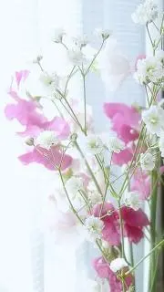 かすみ草
