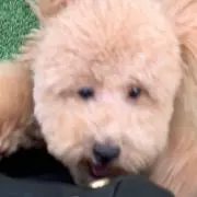 toufu momenの画像