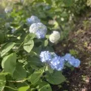 飴玉の画像