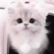 n‪♡即購入大歓迎の画像