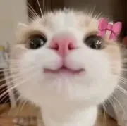 もも⭐️の画像