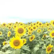 creamの画像