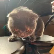 ほさこの画像