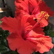 まゆささの画像