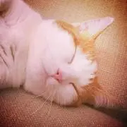 みねゆき