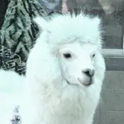 Piyo