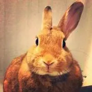 モモの画像