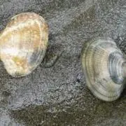 Asariの画像