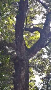 hachiの画像