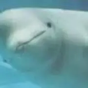 なめ