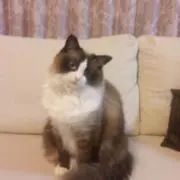 renの画像