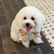 Poohの画像