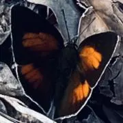 ぼっちりの画像