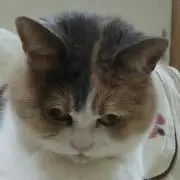 はなの画像